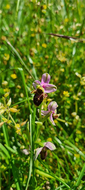 Orchidée