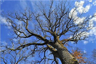 Arbres remarquables de l’Aveyron
