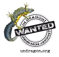 Un dragon dans mon jardin