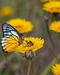 Pollinisateurs : à la rencontre des insectes